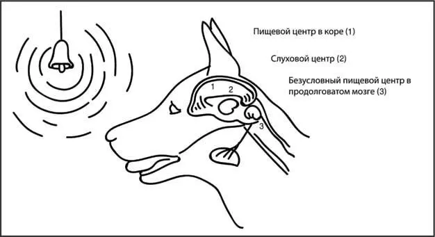 Рис 35 Схема выработки условного рефлекса первого порядка Мы наблюдаем - фото 35