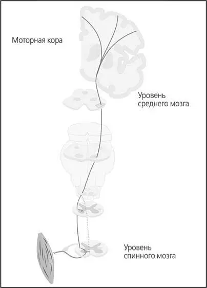 Рис 36 Схема путей формирования динамического стереотипа походки Когда речь - фото 36