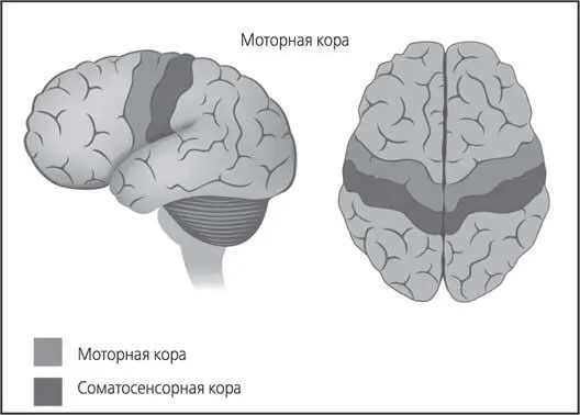 Рис 53 Моторная кора больших полушарий головного мозга человека Теперь - фото 53