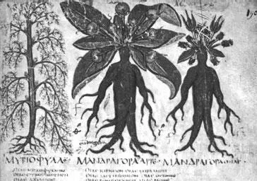 Рис 57 б Корень мандрагоры зачастую использовался в качестве - фото 468