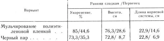 Таблица 3 Влияние мульчи из полиэтиленовой пленки на укореняемость и рост - фото 23