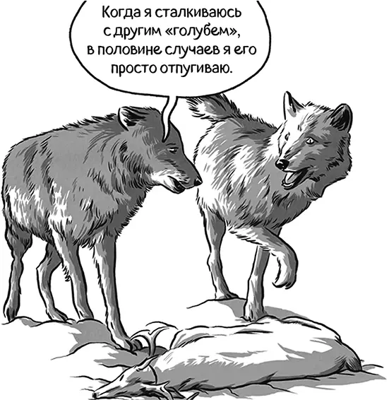 Если оба животных ястребы то между ними завяжется физический конфликт - фото 107