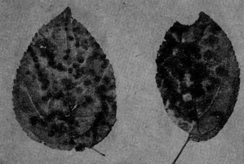 Рис 1 Парша на листьях Поражение почек и цветков вызывает большей частью - фото 1