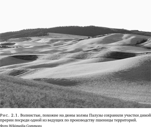 Прочная взаимосвязь между злаками и человечеством восходит к истокам сельского - фото 7
