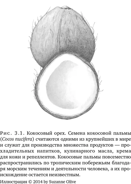 Художникампостановщикам в Голливуде кокосовые орехи неизменно обеспечивают - фото 10