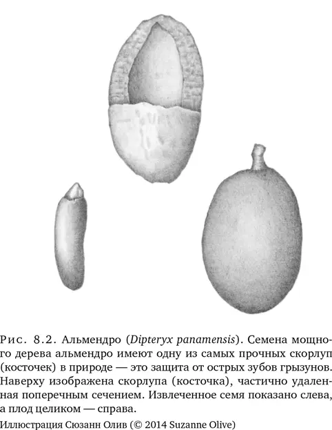 Для семени альмендро идеальной оболочкой оказывается одревесневшая скорлупа - фото 22