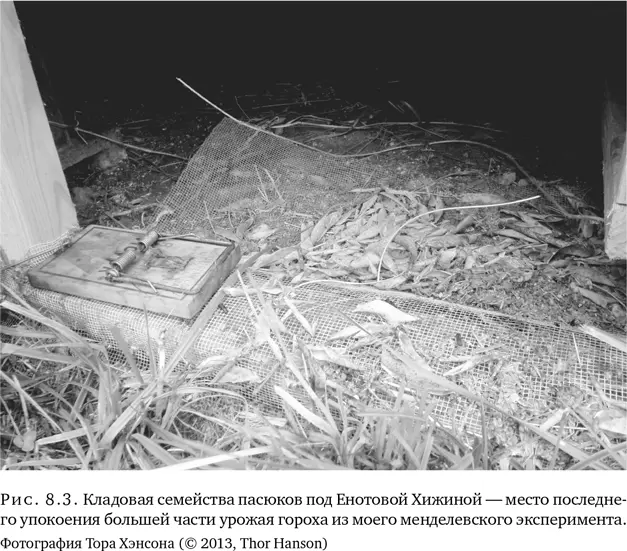 В те недели когда я занимался настораживанием крысоловок под Енотовой Хижиной - фото 23