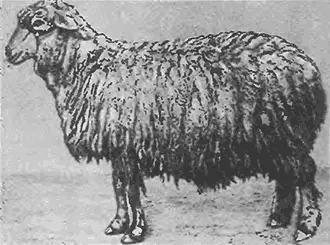 Рис 34 Овца черкасской породы Рис 35 Нижний конец шерстяного волоса овцы - фото 35
