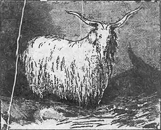 Рис 4143 Святое семейство козел козатрехлетка и годовалая козочка - фото 42