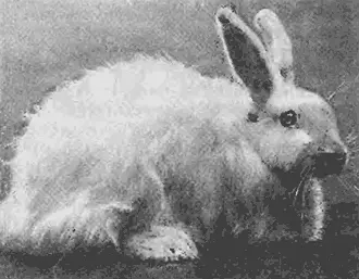 Рис 51 Белый пуховый кролик Еще не так давно о бездельнике говаривали что он - фото 52