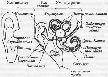 Внешнее ухо или ушная раковина имеет своим продолжением слуховой канал длина - фото 47