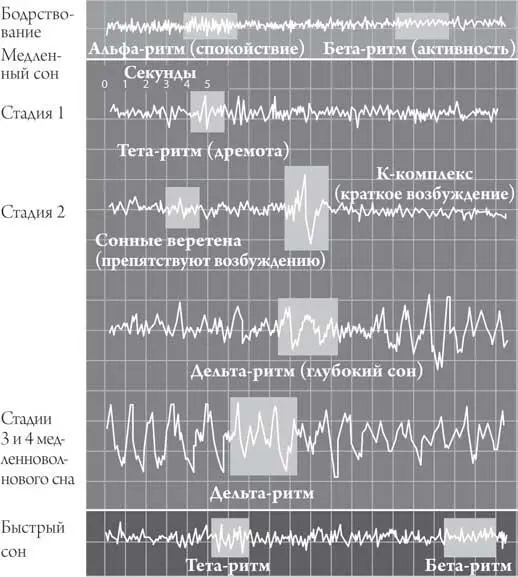 Рис 82 Состояния активности мозга традиционно бодрствование отличают от - фото 7