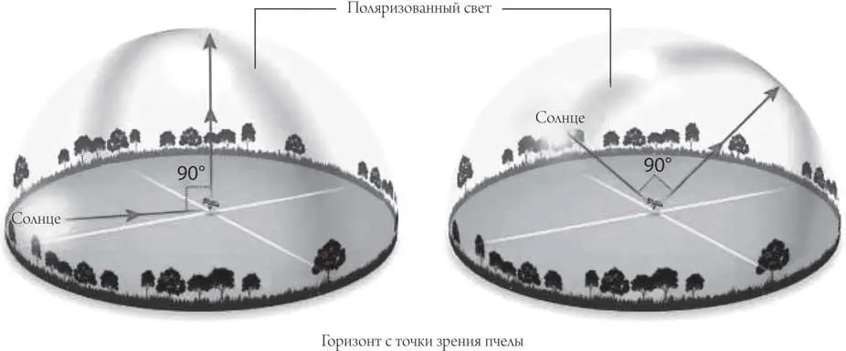 Рис 101 Поляризованное видение пчелы молекулы воздуха в атмосфере - фото 8