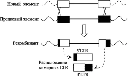 Рис 5 Образование через гомологичную рекомбинацию химерных LTR в HERVK6p21 - фото 5