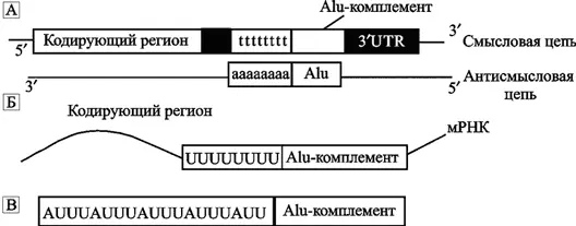 Рис 16 Схематическое изображение образования ARE A Alu содержат - фото 16