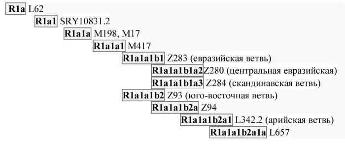 Здесь L62 это входной снип гаплогруппы и далее лесенка нисходящих - фото 13