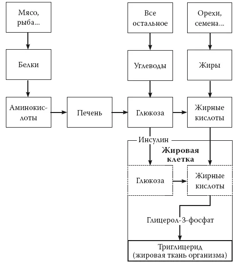 Рис 101 От пищи к жировой ткани Теперь давайте допустим что гормон инсулин - фото 25