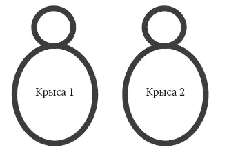 Рис 111 До парабиоза Рис 112 После парабиоза Тучная крыса в попытке - фото 26