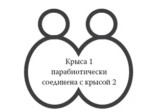 Рис 112 После парабиоза Тучная крыса в попытке вернуться к нормальному - фото 27