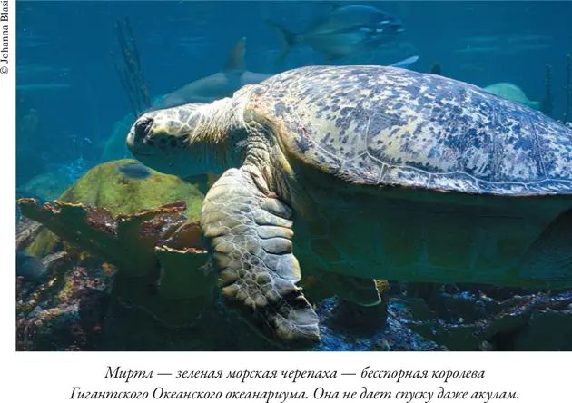 Душа осьминога Тайны сознания удивительного существа - фото 6