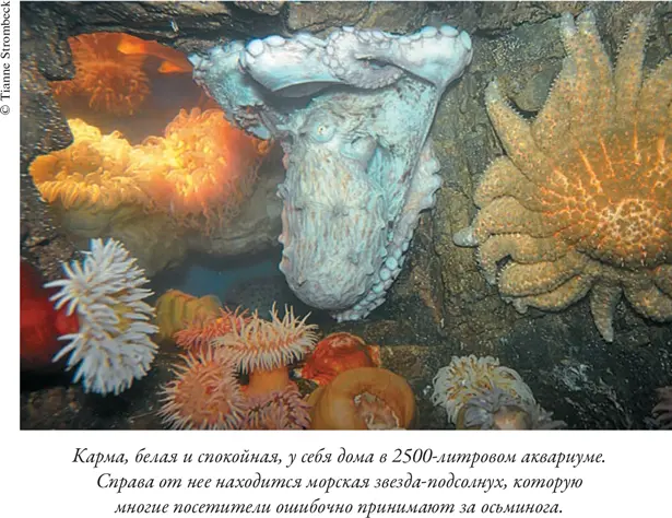 Душа осьминога Тайны сознания удивительного существа - фото 9