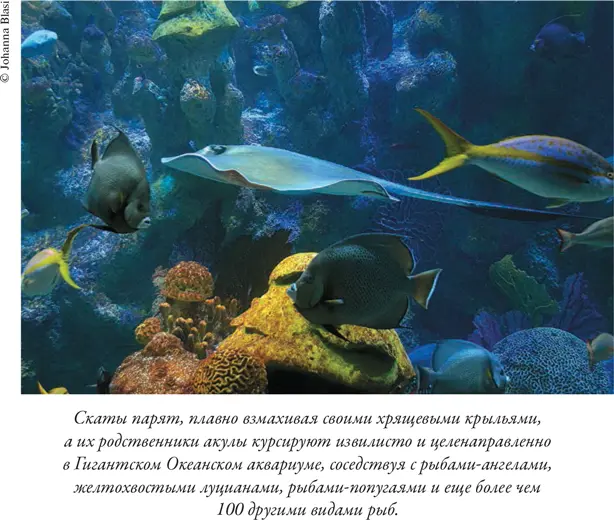 Душа осьминога Тайны сознания удивительного существа - фото 10