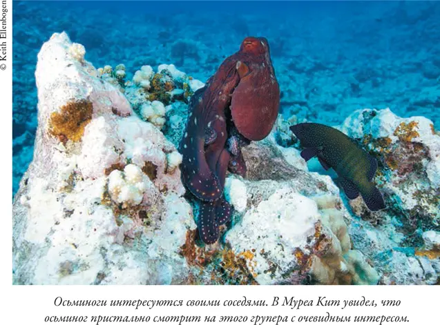 Душа осьминога Тайны сознания удивительного существа - фото 13