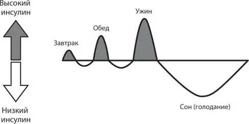 Рис 101 Выброс инсулина при трехразовом питании без перекусов Рафинированные - фото 21