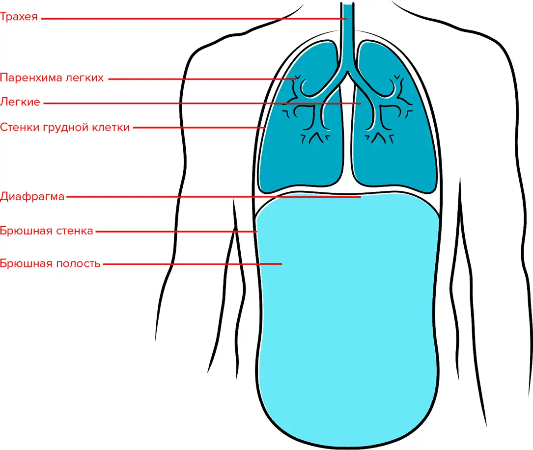 Дыхательный аппарат и расположение легких диафрагмы и брюшной полости - фото 10