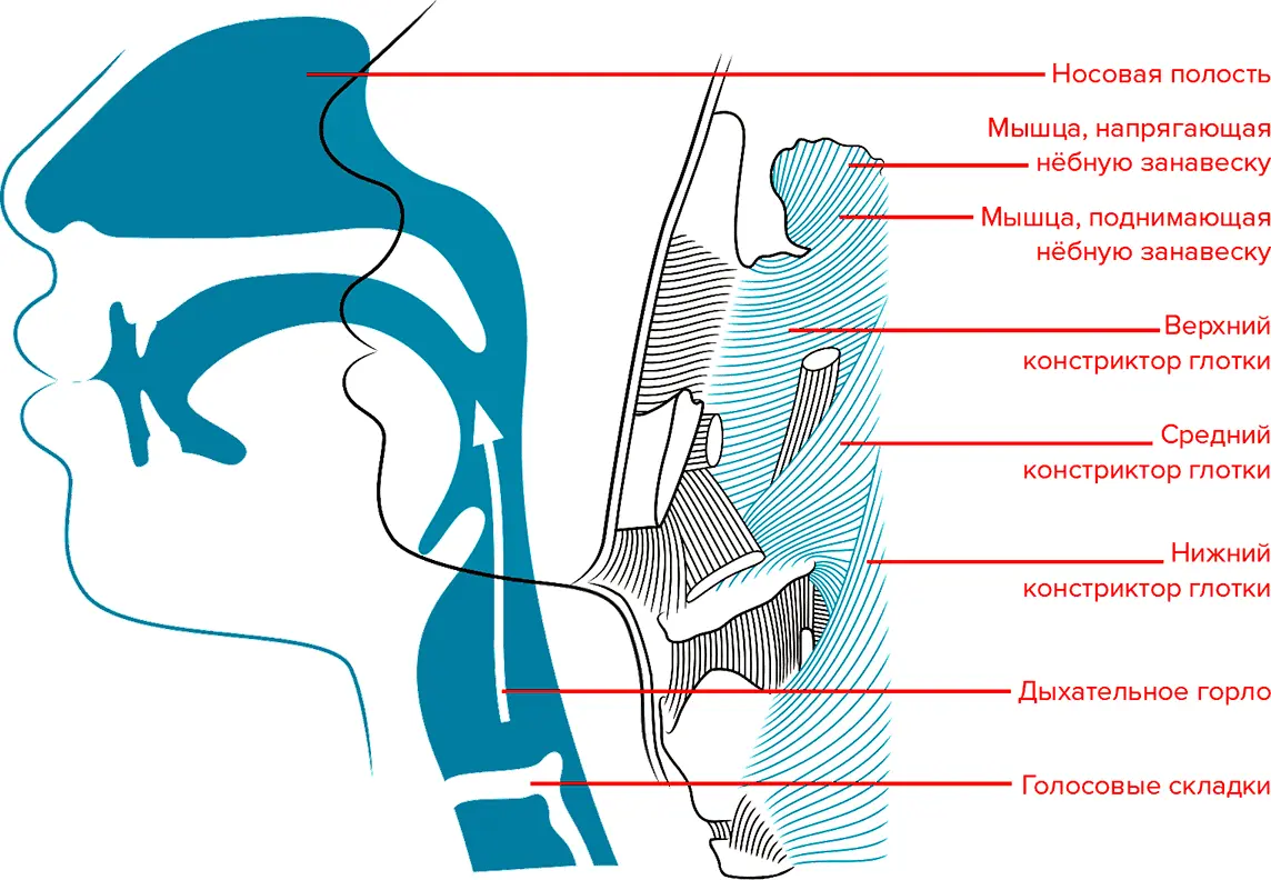 Слева Поднимаясь по голосовому тракту воздух попадает в носовую полость - фото 15