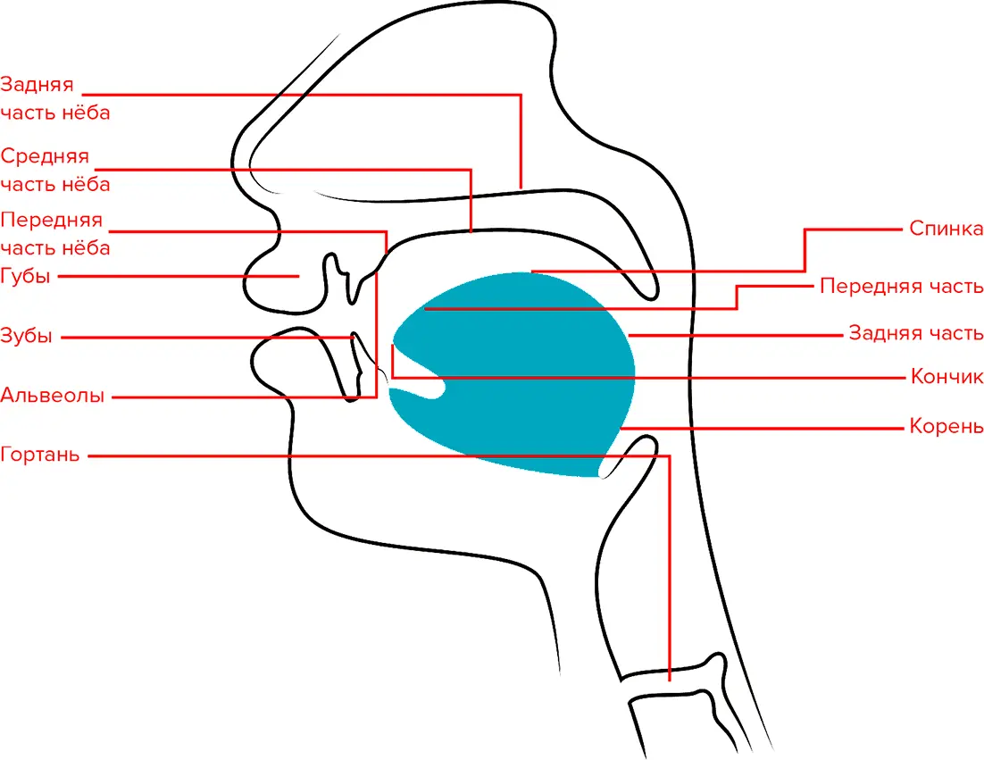 Точки образования звуков на голосовом тракте черный и языке синий 1 - фото 23