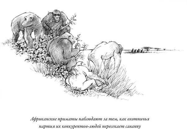 Представители обеих линий стали преимущественно жить на земле а не на - фото 9