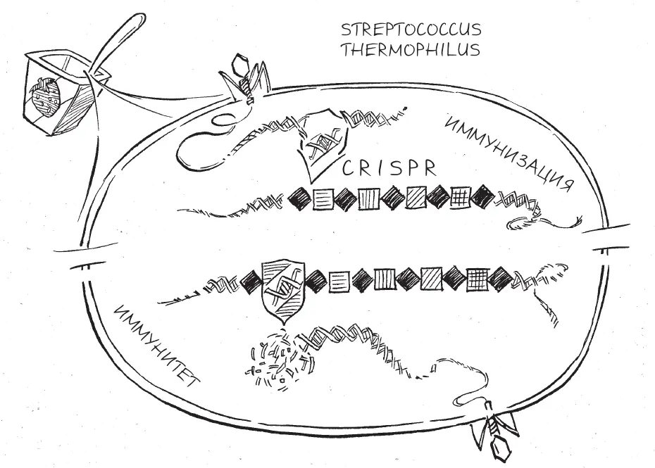 CRISPR молекулярная карта профилактических прививок С момента публикации - фото 10