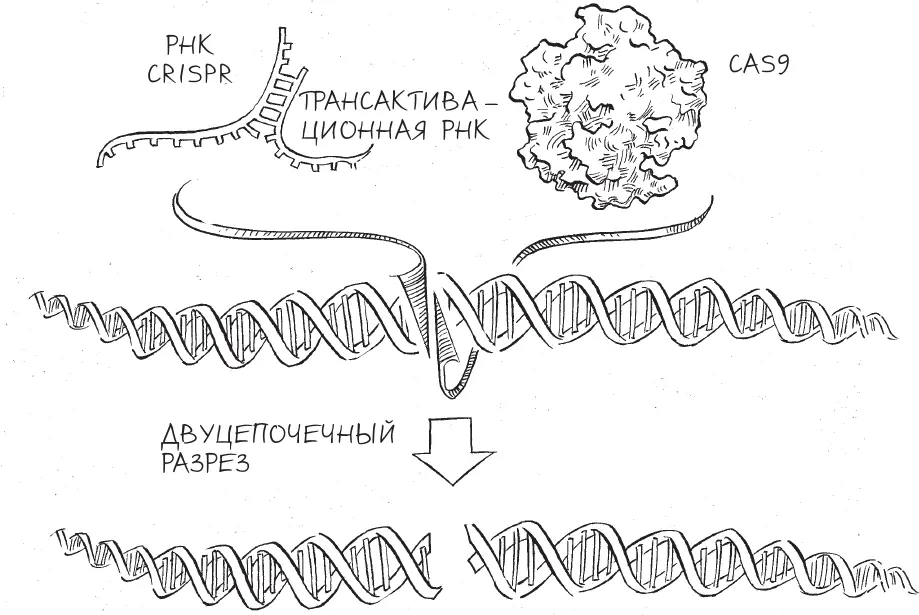 Cas9 разрезает молекулу ДНК на два фрагмента В дальнейшем Мартин показал что - фото 12