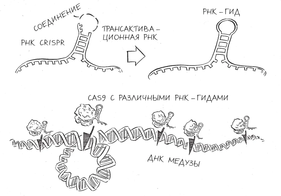 Программируемая нарезка ДНК посредством CRISPRCas9 Мы сделали это За - фото 13