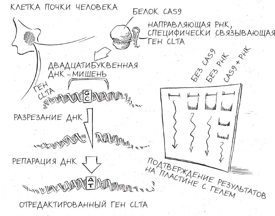 Редактирование ДНК в человеческих клетках c помощью CRISPR Фактически в такой - фото 14