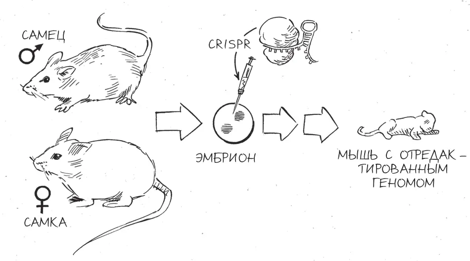 Создание мышей с геномом отредактированным с помощью CRISPR Летом 2013го - фото 15