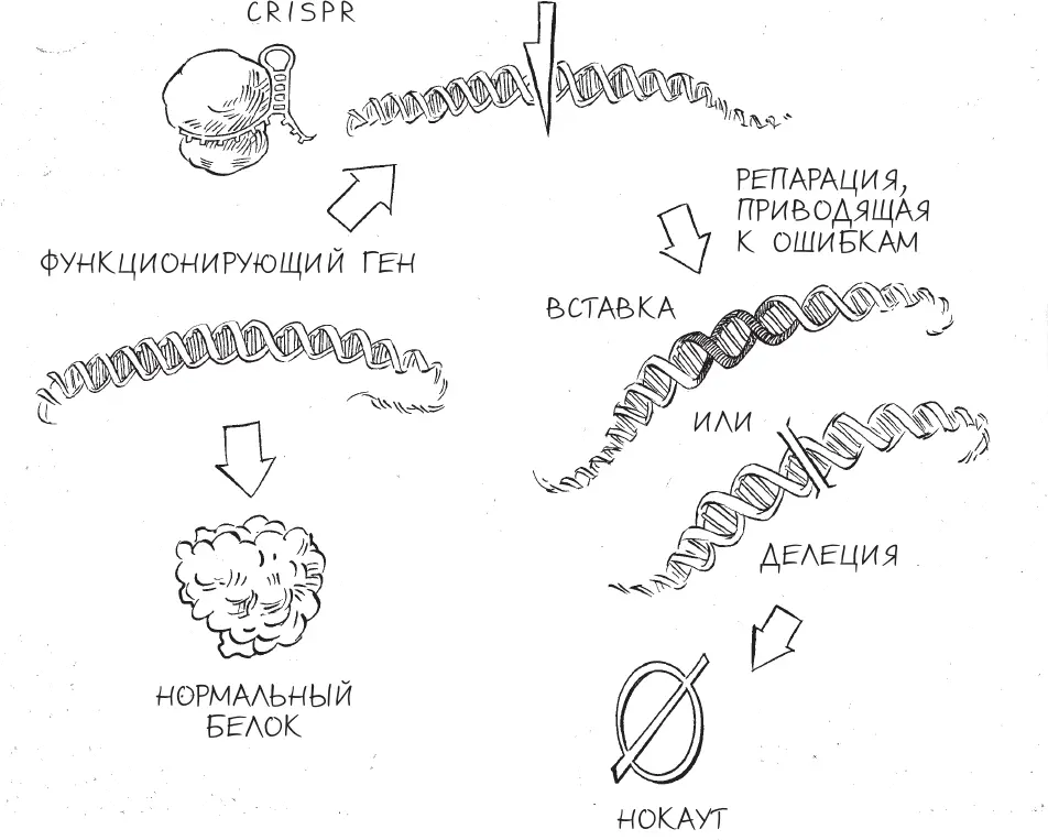 Нокаут генов с помощью CRISPR Когда специалисты по генетике животных начинали - фото 16