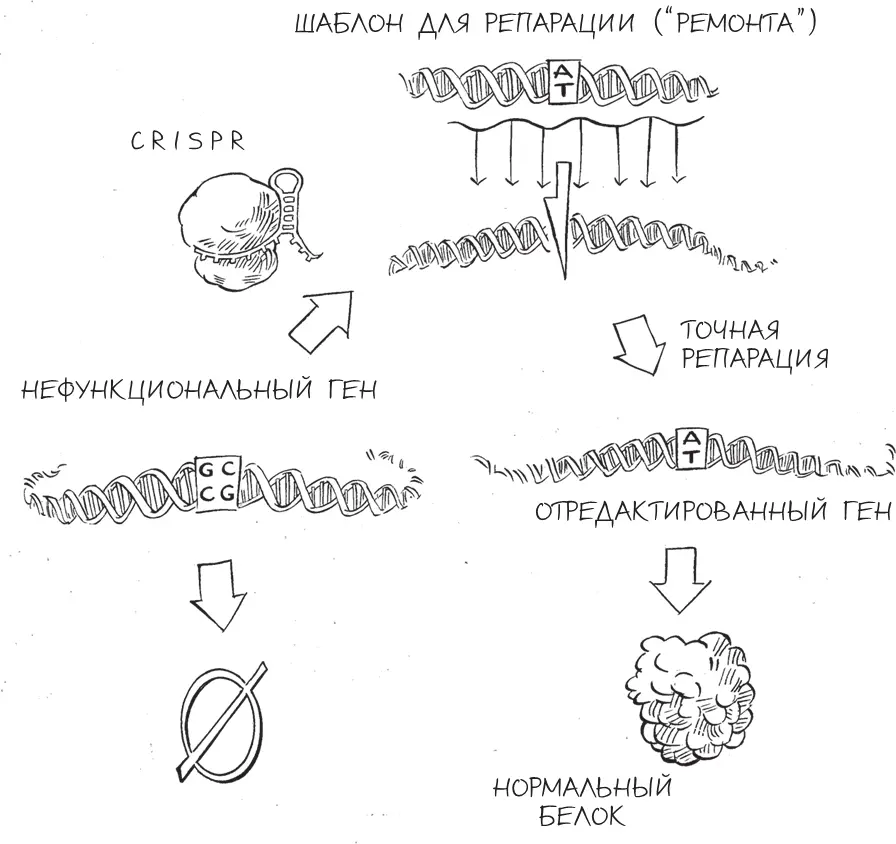Гомологичная рекомбинация с CRISPR Помимо тонкой настройки генов путем - фото 17