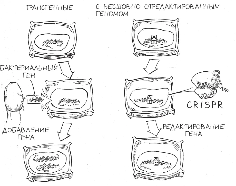 Трансгенные ГМО и организмы подвергнутые бесшовному редактированию генома - фото 20