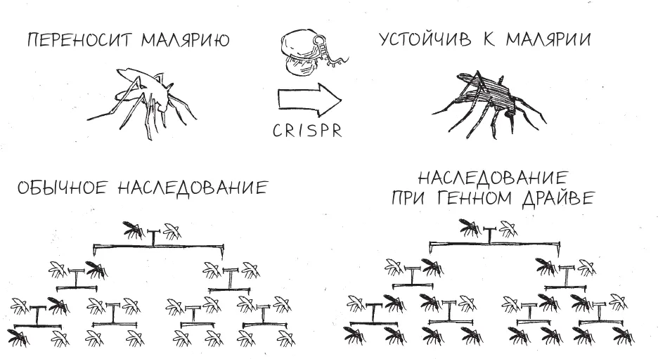 Использование CRISPR для создания генного драйва у комаров В отличие от - фото 24