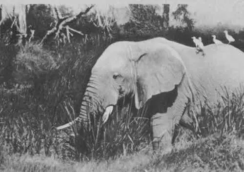 Вот он Loxodonta africana Лучший охотник нашей экспедиции Денде из племени - фото 121