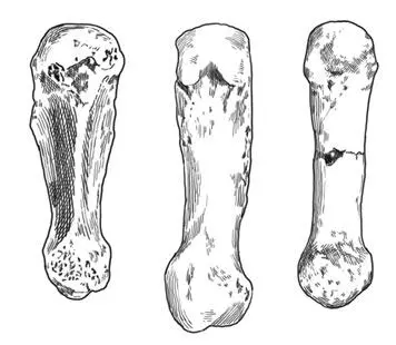 Слева направо пястные кости из Райзинг Стар шимпанзе и Australopithecus - фото 12