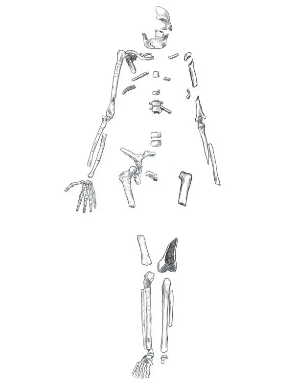 Реконструированный скелет Homo naledi Вероятно кости в этой реконструкции - фото 17