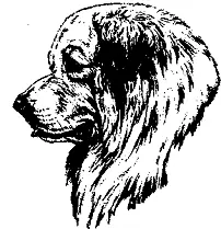 Рис 21 Барсучий окрас Пиренейская горная собака БАРСУЧЬЯ - фото 20