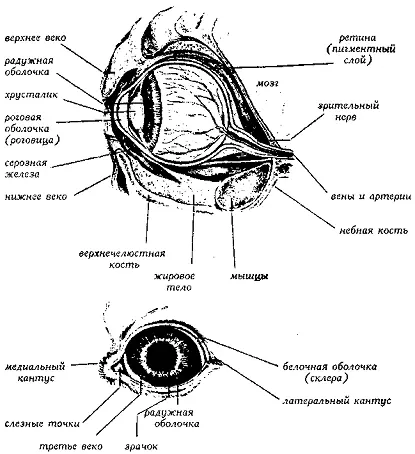 Рис 50 Анатомия глаза ГЛАЗ ТИПЫEye types Названия данные типам глаз - фото 50