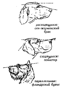 Рис 61 Плоскости головы ГОЛОВЫ ТИПЫHead types Баранья голова Rams - фото 61