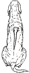 Рис 76 Гребень ГРЕБНЕВАЯ ШЕЯCrested neck См Шеи типы ГРЕБНОЕ - фото 76