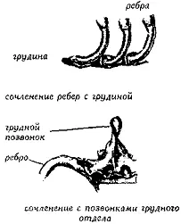 Рис 78 Анатомия ребер или грудной клетки ГРУДНАЯ КЛЕТКАRib cage Син - фото 78