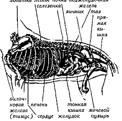 Рис 79 Внутренние органы положение органов относительно костей скелета - фото 80